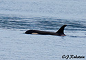 Ornicus orca